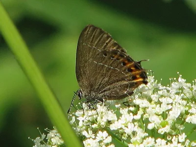 Satyrium (Strymonidia) pruni