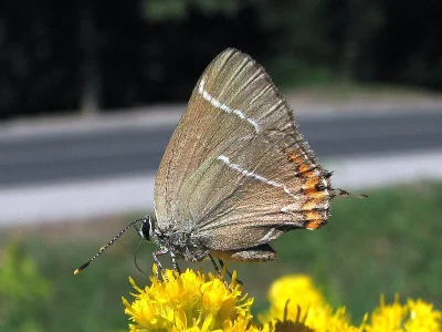 Satyrium (Strymonidia) w-album