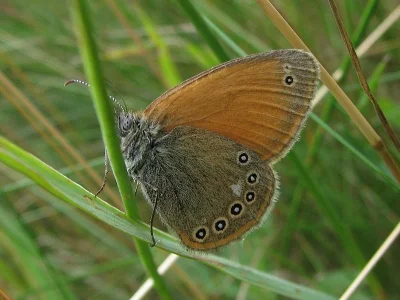 Coenonympha glycerion