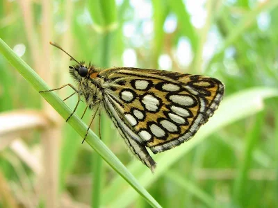 Heteropterus morpheus