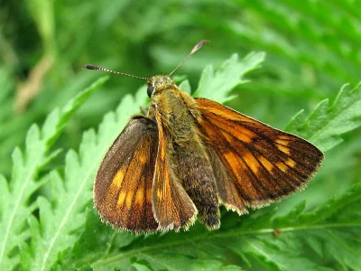 Ochlodes sylvanus