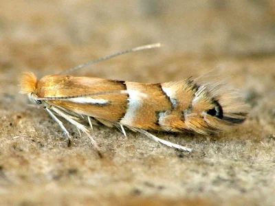 Phyllonorycter ulmifoliella