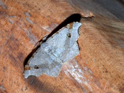 Macaria alternata