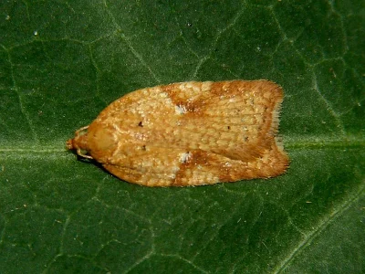 Acleris ferrugana