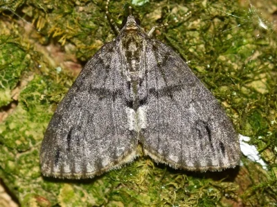 Hydriomena impluviata