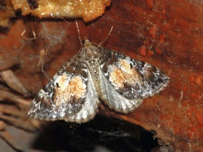 Dysstroma truncata