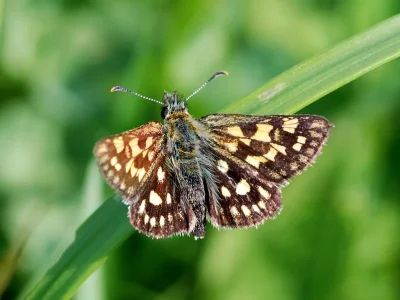 Carterocephalus palaemon