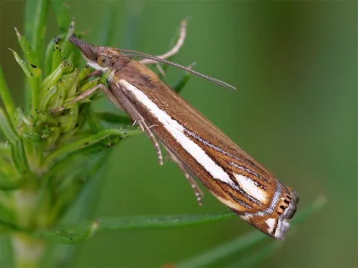 Crambus ericella