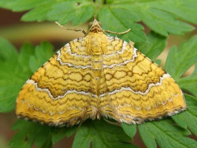 Camptogramma bilineata