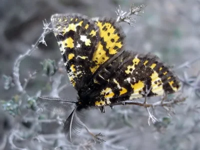 Eurranthis plummistaria