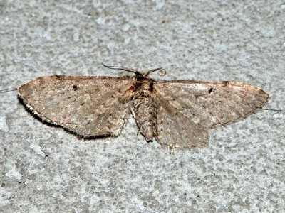 Eupithecia veratraria