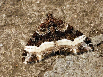 Euphyia unangulata