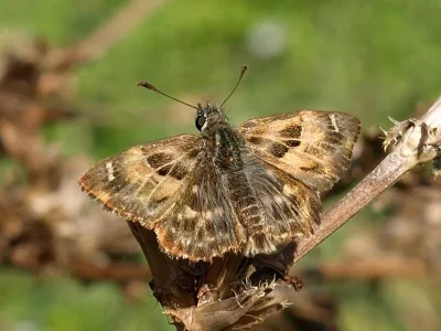 Carcharodus alceae