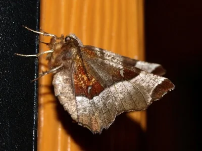 Selenia tetralunaria