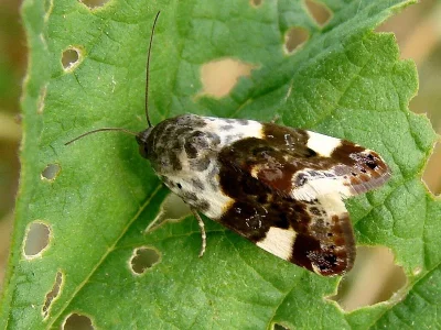 Acontia (Acontia) lucida