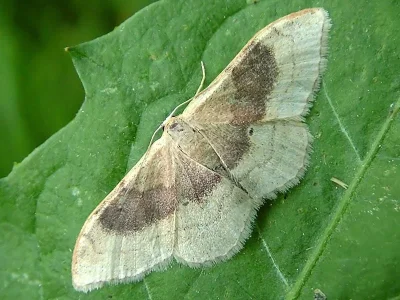 Idaea degeneraria
