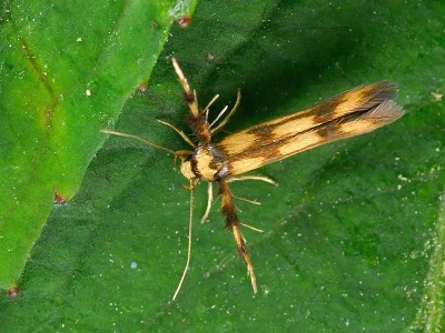 Stathmopoda pedella