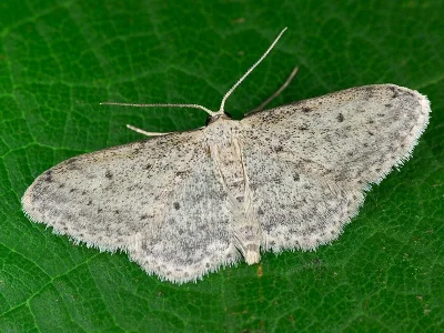 Idaea seriata
