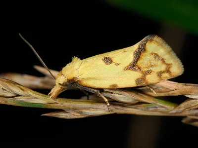 Agapeta hamana