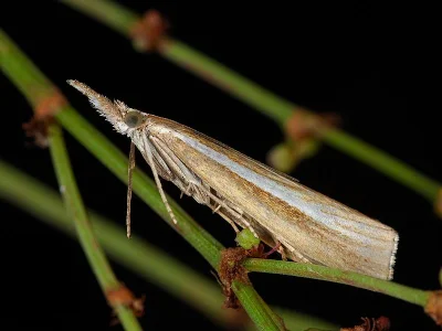 Agriphila tristella