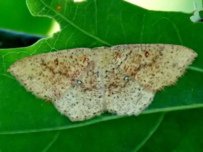Cyclophora (Codonia) porata
