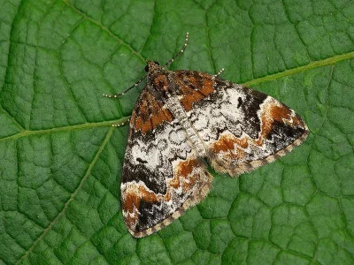 Dysstroma truncata
