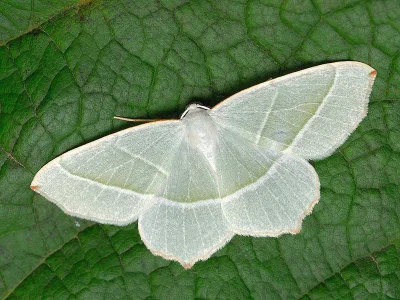 Campaea margaritaria