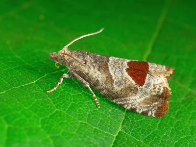 Notocelia uddmanniana