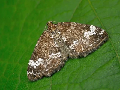 Perizoma alchemillata