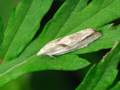 Eucosma metzneriana