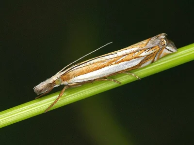 Crambus pascuella