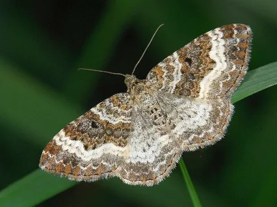 Epirrhoe alternata