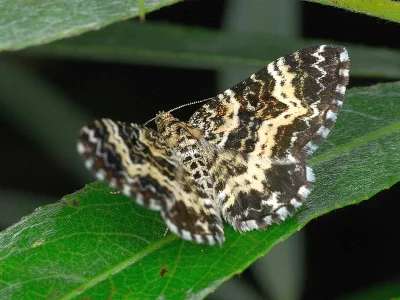 Epirrhoe tristata