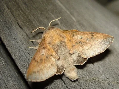 Phyllodesma (Phyllodesma) tremulifolia