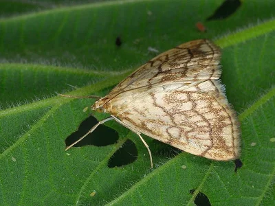 Evergestis pallidata