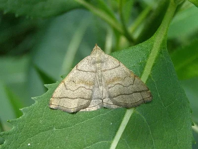 Herminia tarsicrinalis