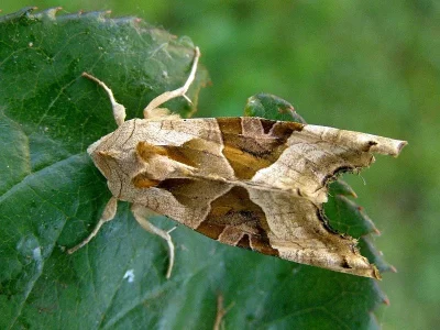 Phlogophora meticulosa