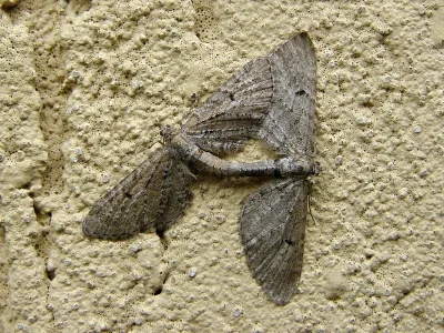 Eupithecia intricata
