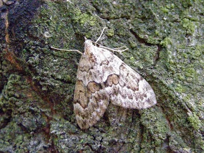 Thera variata