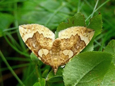 Eulithis populata