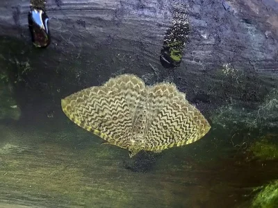 Hydria undulata