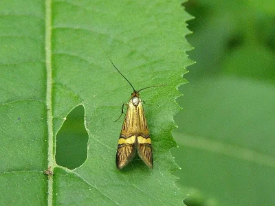 Nemophora degeerella