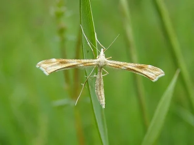 Gillmeria pallidactyla