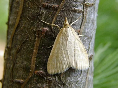 Udea lutealis