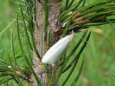Eana (Eutrachia) argentana