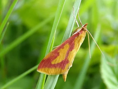 Ostrinia palustralis