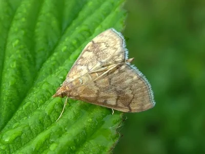 Anania verbascalis