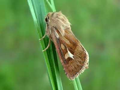 Cerapteryx graminis