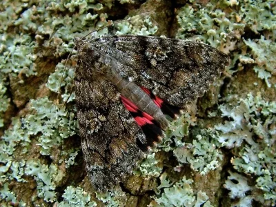 Catocala sponsa