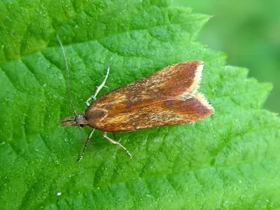 Dichomeris ustalella